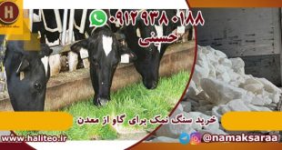 سنگ نمک برای گاو